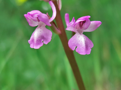 Orchis mascula laxifloriformis