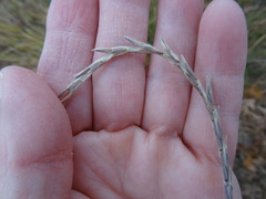 Elionurus tripsacoides