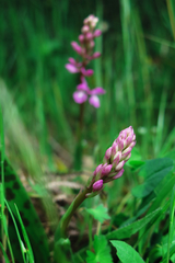 Orchis mascula laxifloriformis