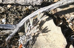 Trichodiadema strumosum