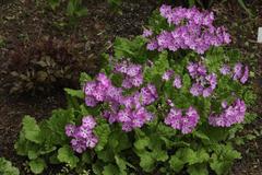 Primula sieboldii