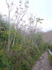 Ailanthus altissima