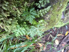 Doryopteris concolor