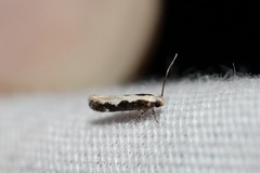 Agnippe prunifoliella