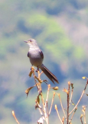 Muscipipra vetula