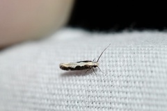 Agnippe prunifoliella