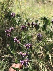Verbena bonariensis