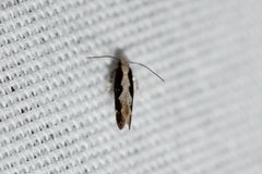 Agnippe prunifoliella