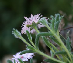 Trichodiadema strumosum