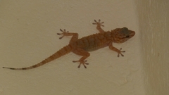 Tarentola boehmei