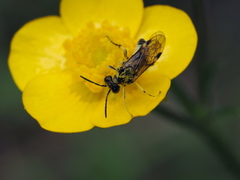 Tenthredo talyshensis