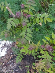 Ailanthus altissima