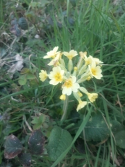 Primula