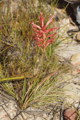 Tritoniopsis antholyza