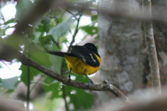 Icterus maculialatus
