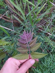 Ailanthus altissima