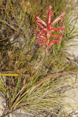 Tritoniopsis antholyza