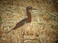 Charadrius asiaticus
