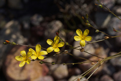 Linum thunbergii