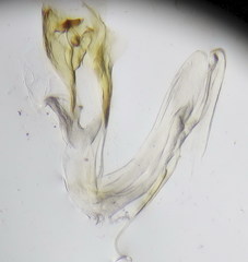 Leptoiulus demangei