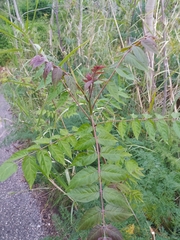 Ailanthus altissima