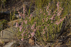 Erica articularis