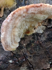 Trametes hirsuta image