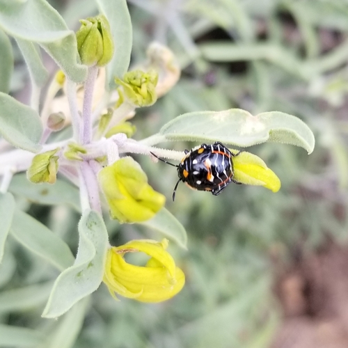 iNaturalist observation photo of Harlequin Bug