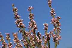 Erica articularis