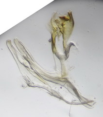 Leptoiulus demangei