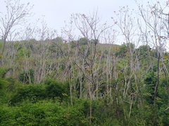 Ailanthus altissima