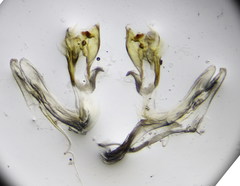 Leptoiulus demangei