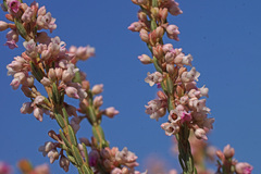 Erica articularis