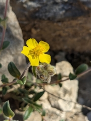Pseudocistus