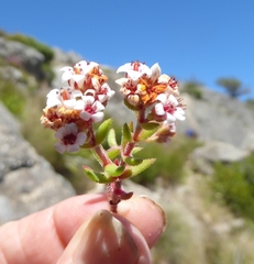 Crassula pruinosa