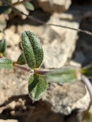 Pseudocistus