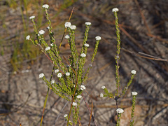 Phylica karroica