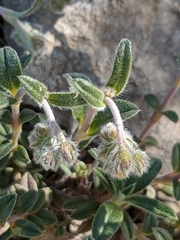 Pseudocistus