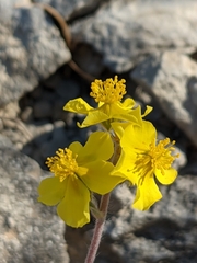 Pseudocistus