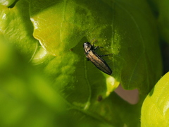 Agrilus laticornis