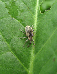 Hypera rumicis