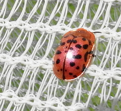 Conchyloctenia punctata