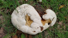Basidiomycota