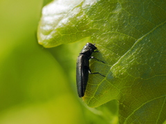 Agrilus laticornis
