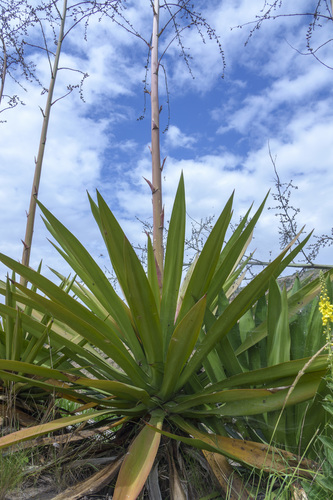 Furcraea foetida