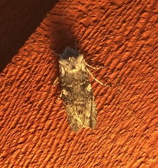 Lithophane pertorrida