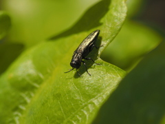Agrilus laticornis