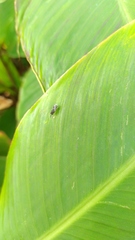 Brachymeria
