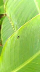 Brachymeria