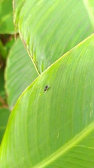 Brachymeria
